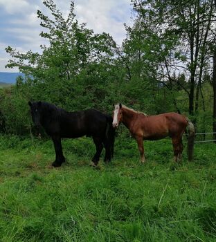 Vergebe 1 Belgier und 1 Noriker, Cornelia, Konie na sprzedaż, Raxendorf