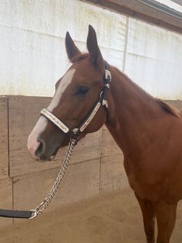Top QH Nachwuchsstute vom Allround Vererber Unxpected