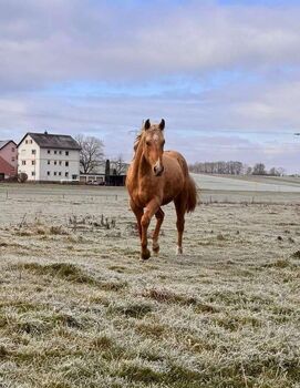 Top gezogener, palominofarbener Quarter Horse Hengst, Kerstin Rehbehn (Pferdemarketing Ost), Konie na sprzedaż, Nienburg