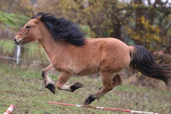 Top Highland Stute Showqualität