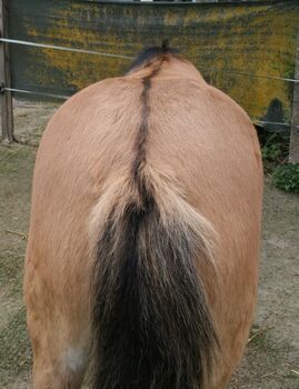 Top Highland Stute Showqualität