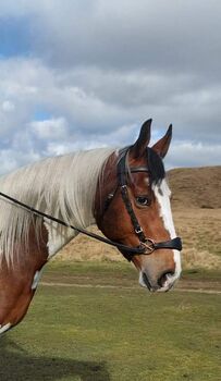 Nalanta leather bitless bridle Nalanta 