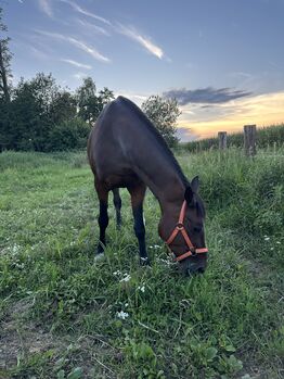 Naomi sucht einen Platz als Beistellpferd, Lena-Marie, Horses For Sale, Klagenfurt-Viktring