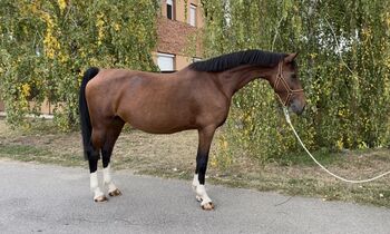 Narcisse beautiful broodmare, Melissza, Konie na sprzedaż, Kondoros