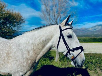 Nervenstarker Traum PRE Wallach, ISPA - Iberische Sportpferde Agentur (ISPA - Iberische Sportpferde Agentur), Pferde kaufen & verkaufen, Bedburg