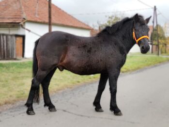 Neues zu Hause, Nagy Horses , Pferd kaufen, Mezőberény 