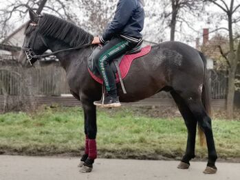 Neues zu Hause, Nagy Horses , Pferd kaufen, Mezőberény 