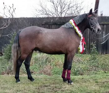 Neues zu Hause, Nagy Horses , Pferd kaufen, Mezőberény 