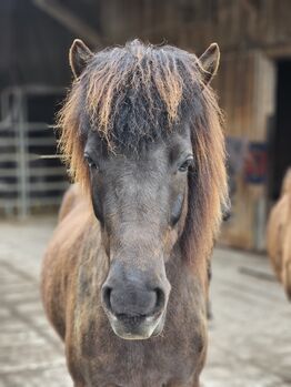 Neues Traumzuhause für Isländerstute gesucht (8-jährig), Pauline, Pferd kaufen, Uettligen