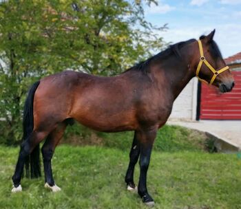 Neues Zuhause, Nagy Horses , Pferd kaufen, Mezőberény 