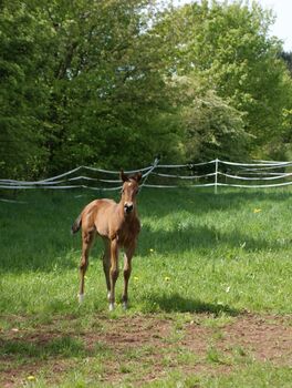 Neugieriges, gut gebautes Quarter Horse Stutfohlen