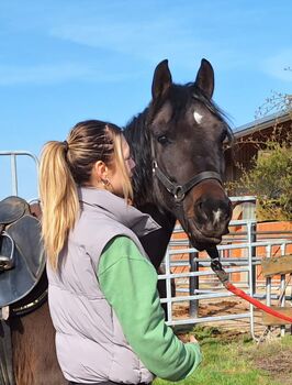 New Forest Pony, Dani, Horses For Sale, KLeinwallstadt