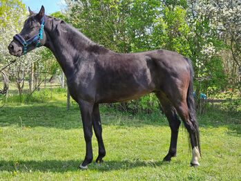 Next Level-Sohn KWPN Hengst, Jozsef, Horses For Sale, Békés