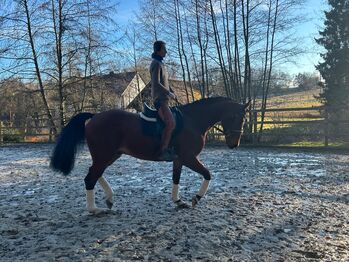 Niederländische wallach