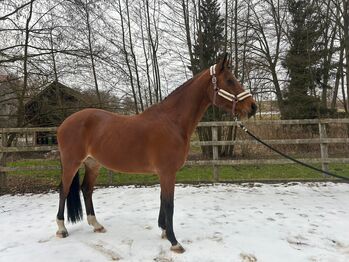 Niederländische wallach