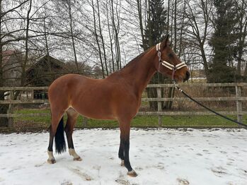 Niederländische wallach, Beckova Mila , Pferd kaufen, GEISENFELD 