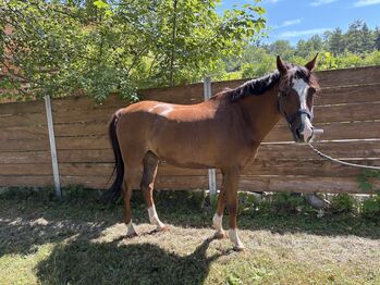 Deutsche Reitponystute, Nadine, Konie na sprzedaż, Weil der Stadt