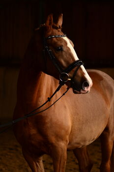 Deutsches Reitpony, Dunkelfuchs, 152 cm
