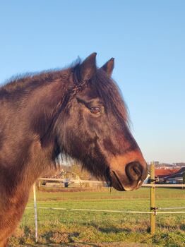 Deutsches Reitpony Mix