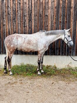 Deutsches Reitpony-Schimmelwallach-Allrounder