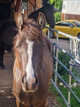 Deutsches Reitpony Top Abstammung etwas über 2 Jahre alt