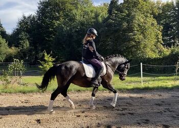 Deutsches Reitpony geritten und gefahren
