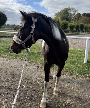 Deutsche Reitpony Scheck Stute zu verkaufen!