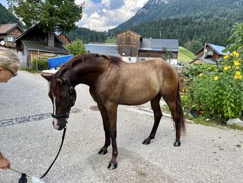 Deutsches Reitpony, Carolin Demeler-Hart, Konie na sprzedaż, Bad Mitterndorf