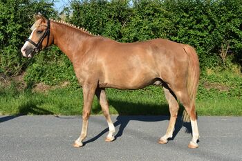 Deutsches Reitpony, Leandra Alex, Konie na sprzedaż, Brahmenau 