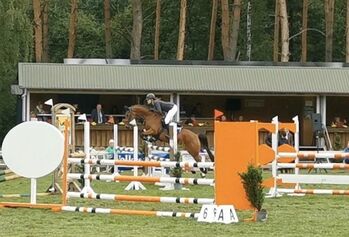 Deutsches Reitpony