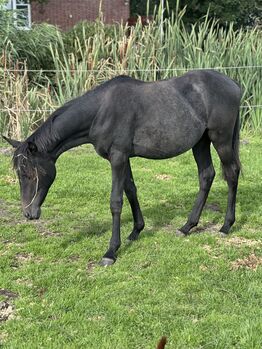 Deutsches Reitpony