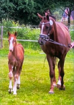 Deutsches Reitpony, Annika, Konie na sprzedaż, Neuschoo 