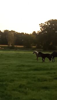 Deutsches Reitpony, Hanneliese Claus , Konie na sprzedaż, Westerstede 