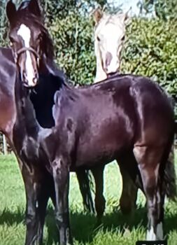 Deutsches Reitpony, Hanneliese Claus , Konie na sprzedaż, Westerstede 