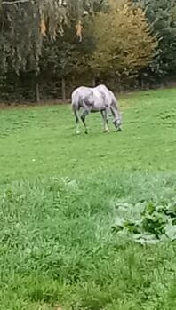 Deutsches Reitpony