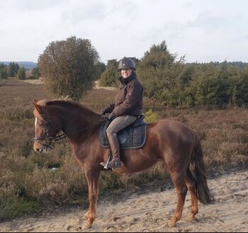 Deutsches Reitpony Freizeitpony Anfängerpony 19J. 1,44cm kräftig