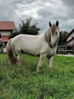 Shire Horse Stute Surprise