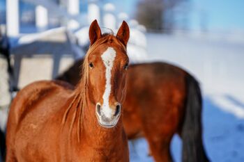 Unerschrockenes Reitpony