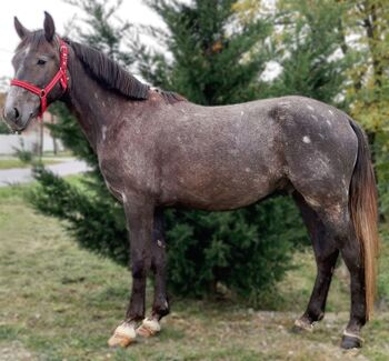 Neues Zuhause, Nagy Horses , Horses For Sale, Mezőberény 