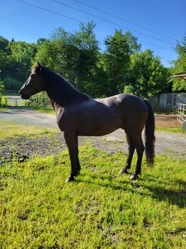 Neuer Preis zum Winter, Rothmann Romana , Horses For Sale, Heiligenkreuz Im Lafnitztal 