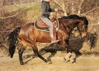 Unverbrauchter, großrahmiger Quarter Horse Wallach, Kerstin Rehbehn (Pferdemarketing Ost), Konie na sprzedaż, Nienburg