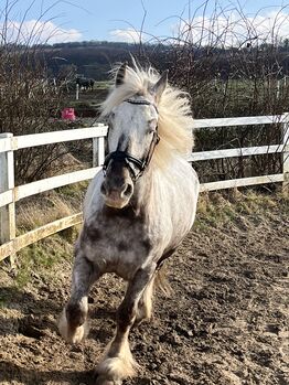 zuverlässige Reitbeteiligung/Pflegebeteiligung (Pferd sucht), Antje, Horse Sharing
, Wolfenbüttel 