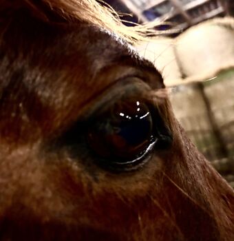 Zuverlässige Pflege-/Reitbeteiligung (PsM)