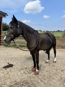 Verlasspferd / Reitbarer Beisteller, Carina , Konie na sprzedaż, Dortmund 