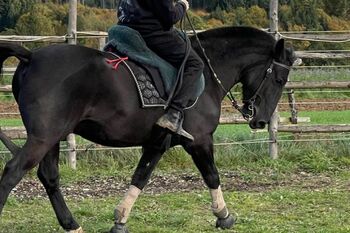 Verlasspony auch für noch nicht geübte Reiter, Tanja, Konie na sprzedaż, Waldshut-Tiengen