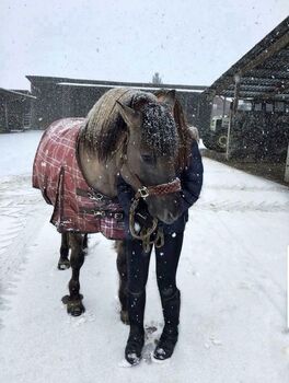 zuverlässiges Freizeitpony