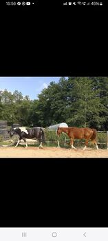 Zuverlässige Reit und Pflegebeteiligung, Kunert  Sabine , Horse Sharing
, Küps