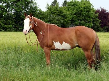 Zuverlässiger Paint Horse Wallach für Show und Freizeit, Kerstin Rehbehn (Pferdemarketing Ost), Konie na sprzedaż, Nienburg