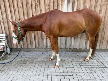 Bildhübscher Paint Horse Wallach mit hervorragender Allround-Abstammung