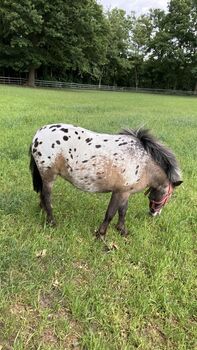 NMP  / Shetty Mix Stute